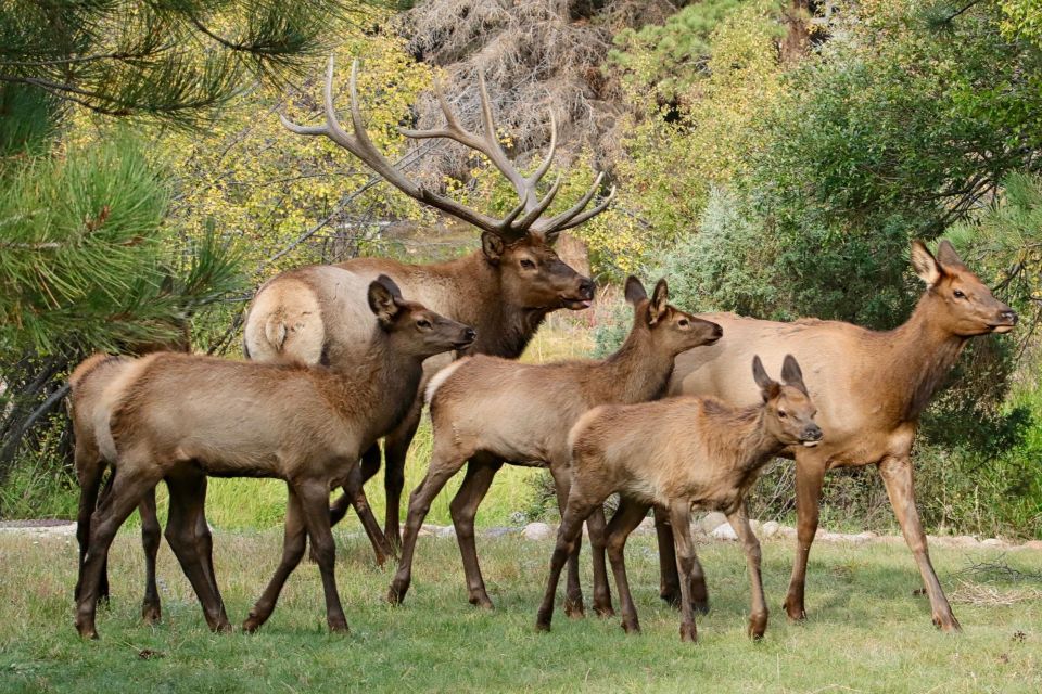 Half-Day RMNP Mountains to Sky Tour-RMNPhotographer - Experience