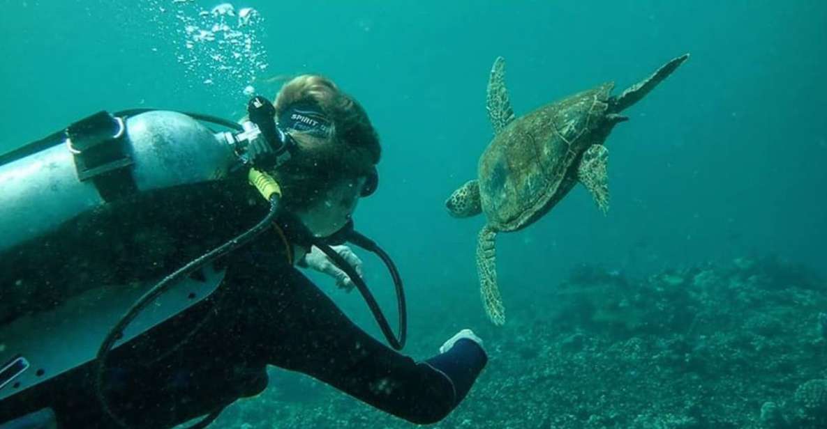 Hilo: 1-Tank Certified Beach Dive at Sea Turtle Cove - Experience Highlights