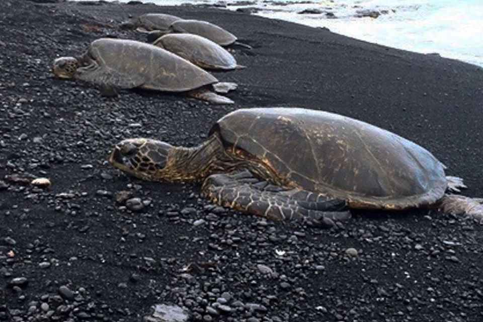 Hilo: Sea Turtle Lagoon and Black Sand Beach Snorkel - Provider Information