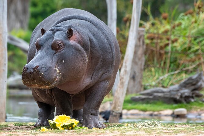 Hippo Experience at Werribee Open Range Zoo - Excl. Entry - Accessibility Details