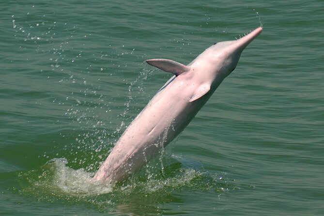 Hong Kong Dolphin Watch Tour - Pricing Information