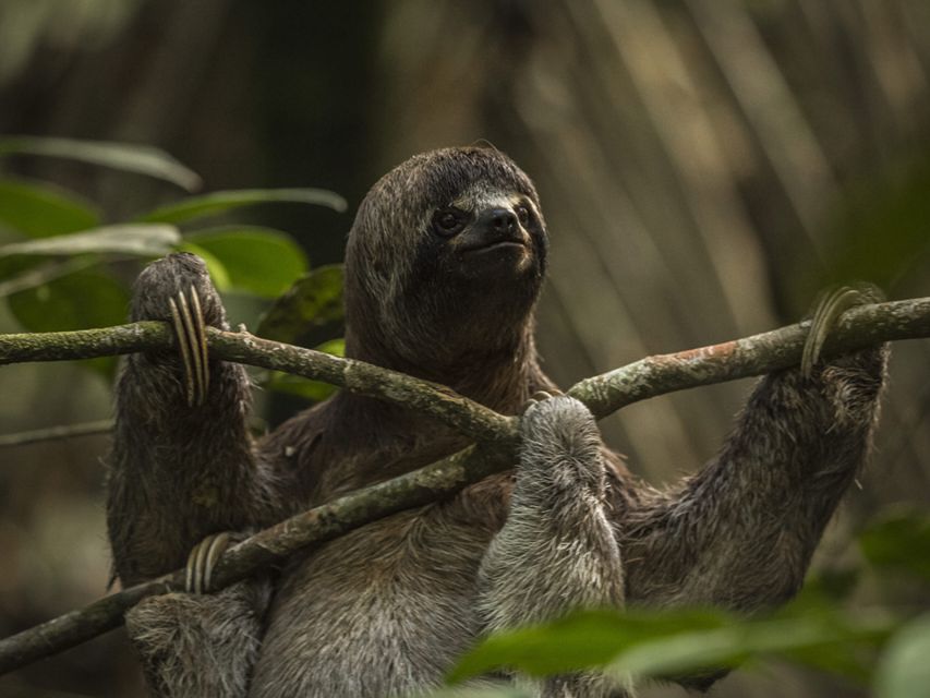 Iquitos: 2 Days and 1 Night Guided Amazon Jungle Tour - Itinerary