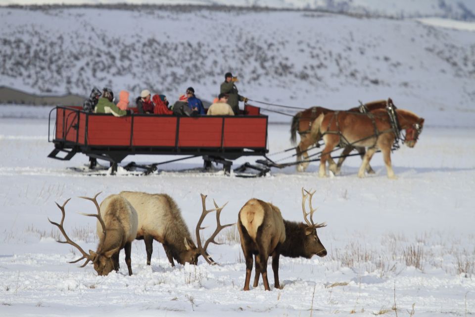 Jackson: Grand Teton and National Elk Refuge Winter Day Trip - Wildlife Encounters