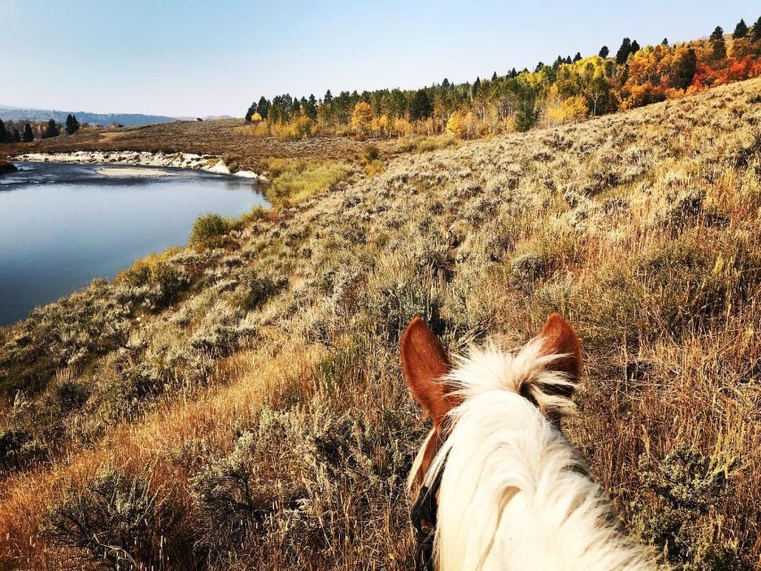 Jackson Hole: Bridger-Teton National Forest Horseback Ride - Experience Highlights