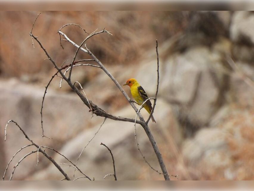 Joshua Tree: Half-Day Private Hike of the National Park - Experience Highlights