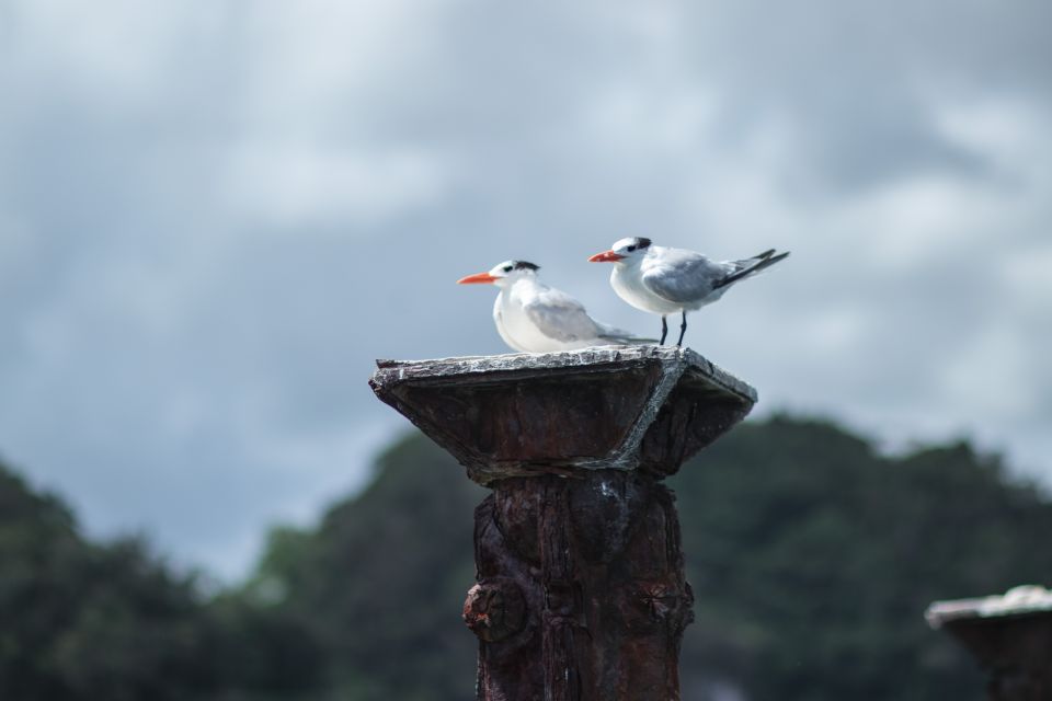 Juan Dolio: Los Haitises Guided Hike and Kayaking - Full Description