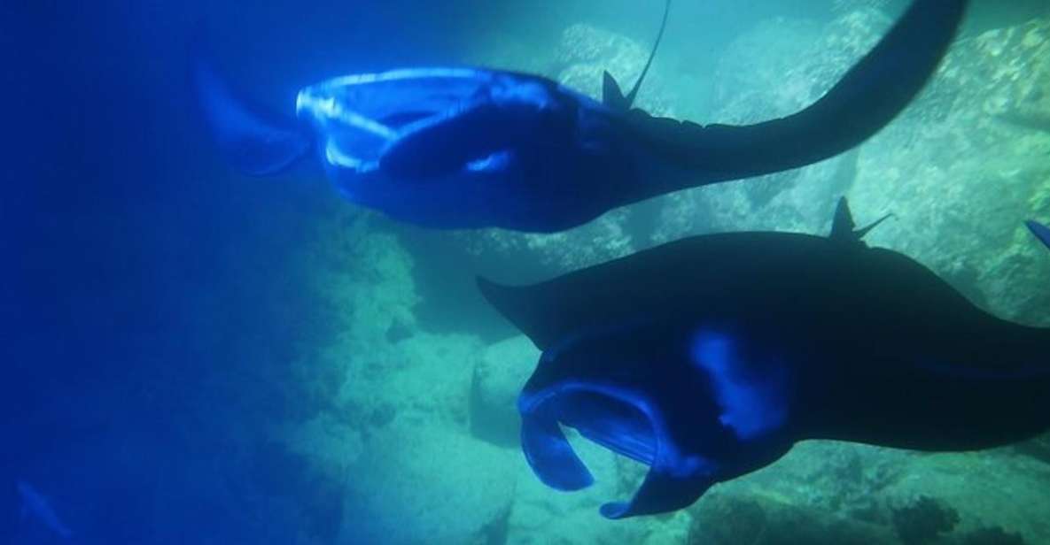 Kailua-Kona: Manta Ray Night Snorkel With Wetsuit - Booking Information