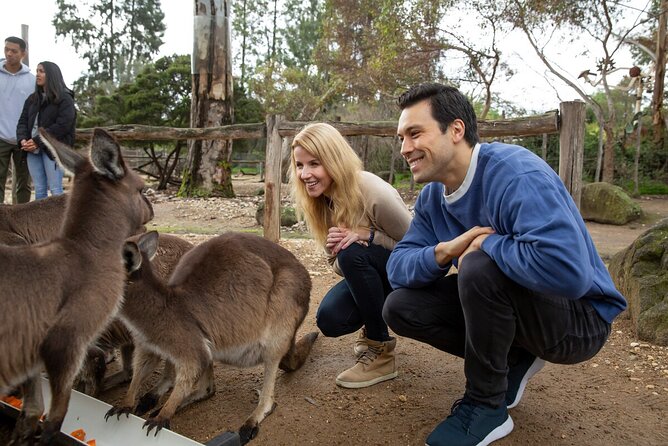 Kangaroo Experience at Melbourne Zoo - Excl. Entry - Tour Details