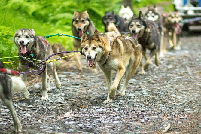 Kennel Tour and Dog Sled Ride - Activity Highlights