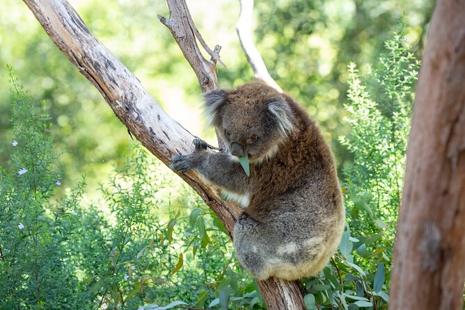 Koala Experience at Healesville Sanctuary - Excl. Entry - Booking Information