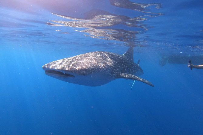 Kona Coast 3-hour Midday Snorkel Tour  - Big Island of Hawaii - Tour Inclusions