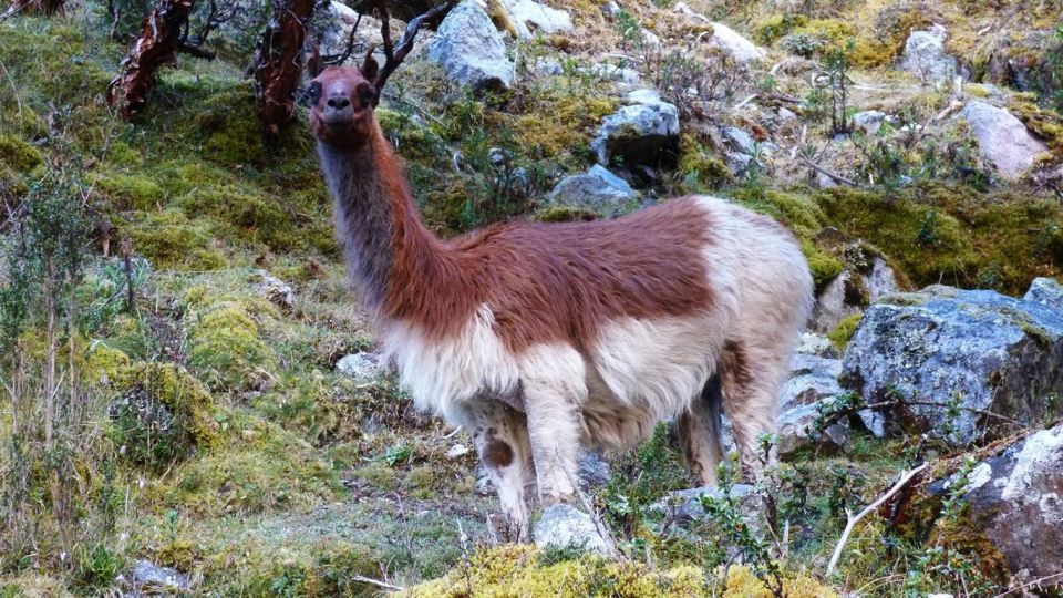 Lares Trek to Machu Picchu 4 D/3 N - Itinerary