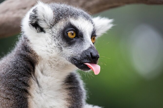 Lemur Experience at Melbourne Zoo - Excl. Entry - Cancellation Policy