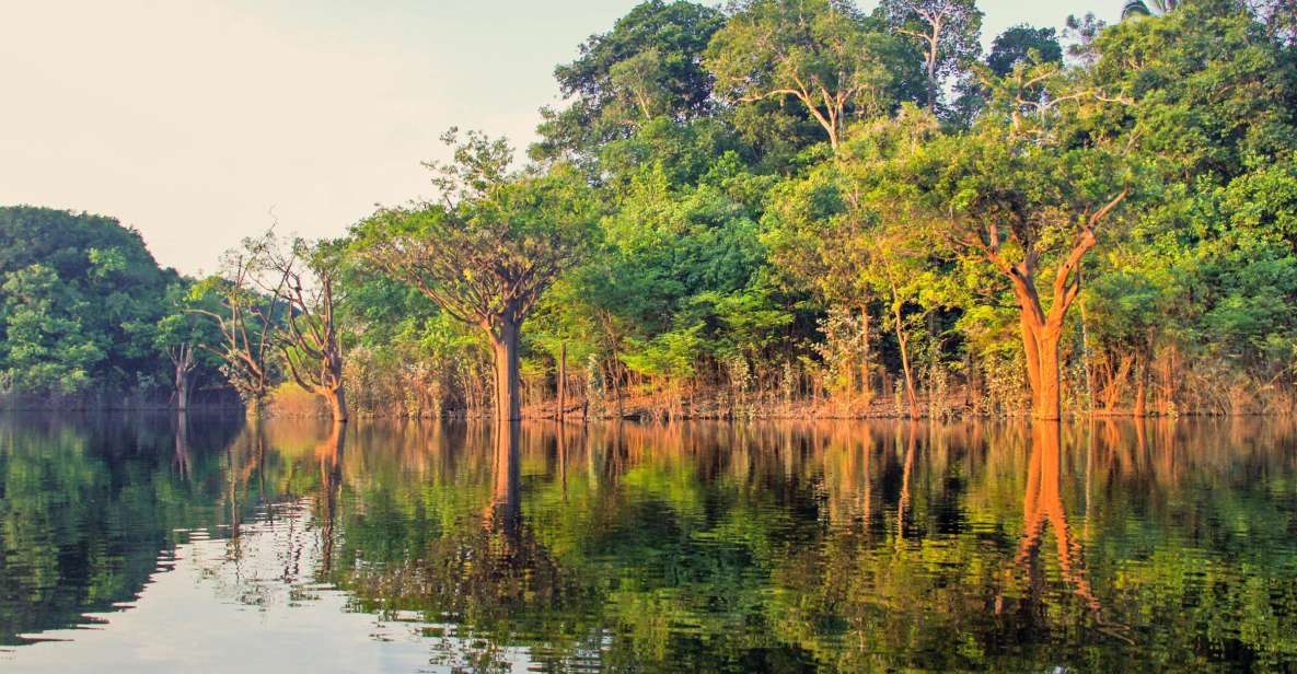 Manaus: Amazon Jungle Half-Day Walking Tour - Experience Highlights