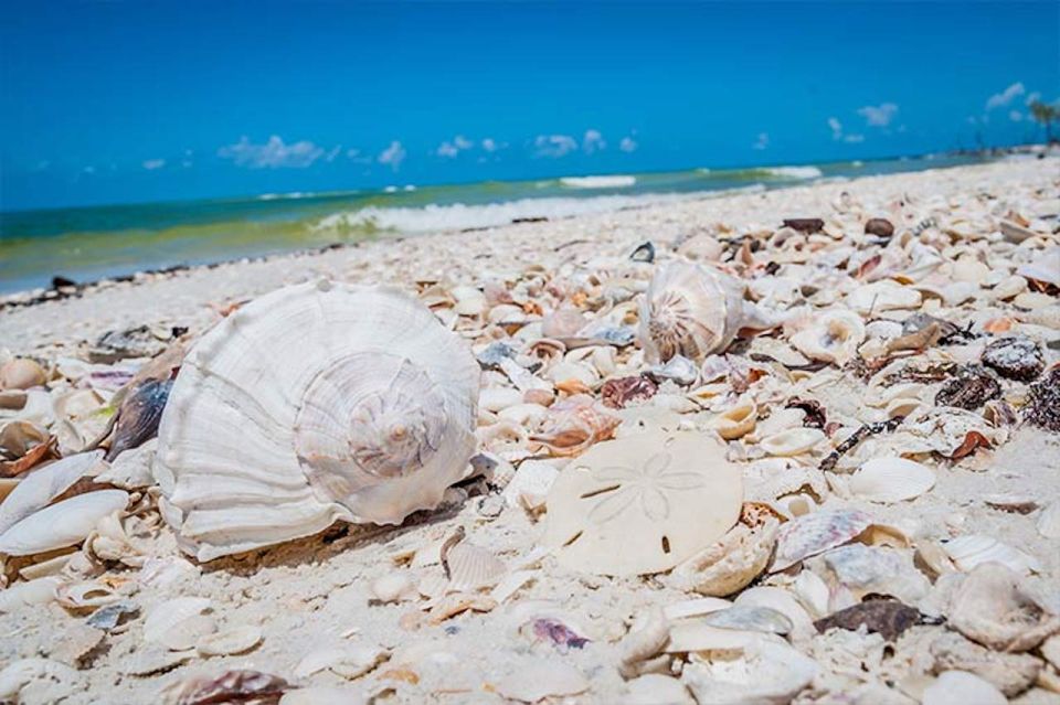 Marco Island: Shelling and Sightseeing Boat Cruise - Tour Highlights and Wildlife Encounters