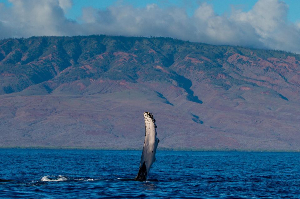 Maui: Deluxe Whale Watch Sail & Lunch From Maalaea Harbor - Experience Highlights