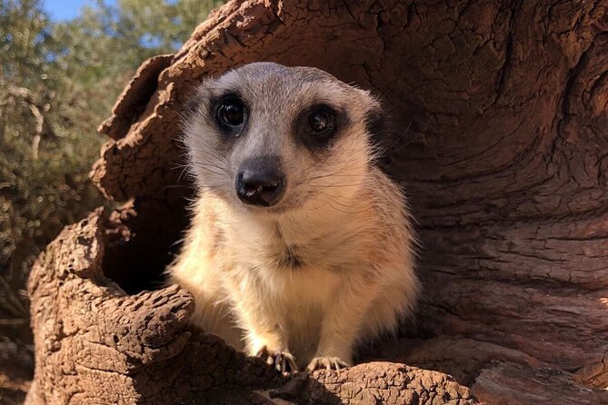Meerkat Experience at Melbourne Zoo - Excl. Entry - Booking Details