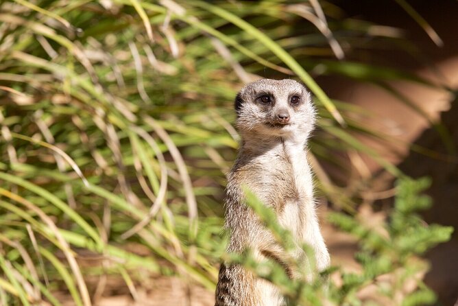 Meerkat Experience at Werribee Open Range Zoo - Excl. Entry - Booking and Confirmation Process