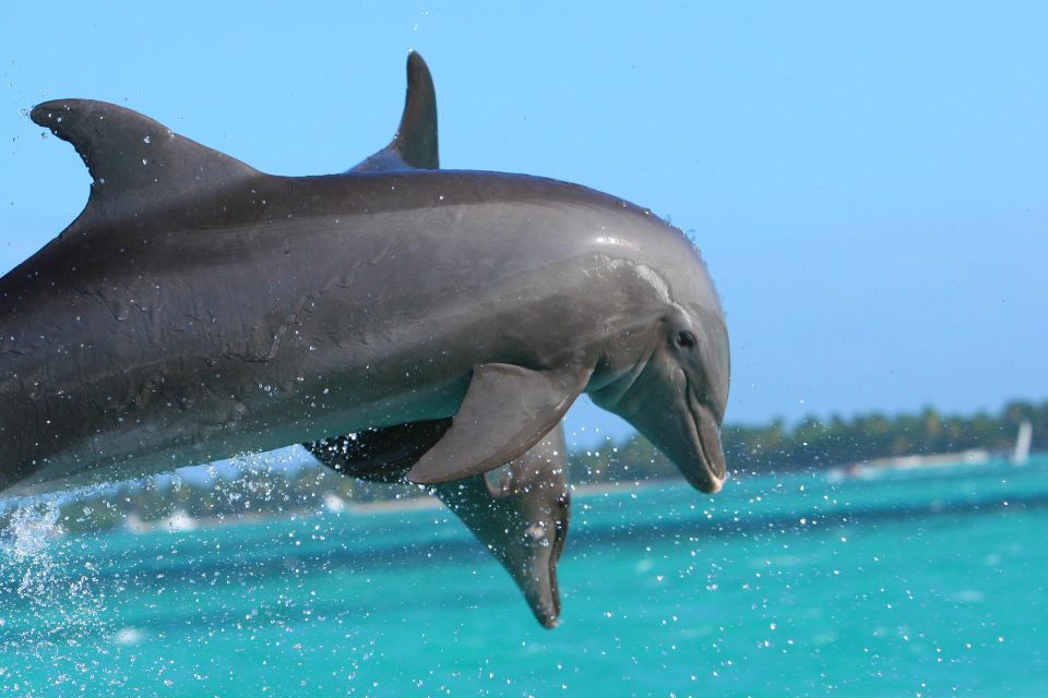 Miami: Day Trip to Key West W/ Dolphin Watching & Snorkeling - Duration and Language