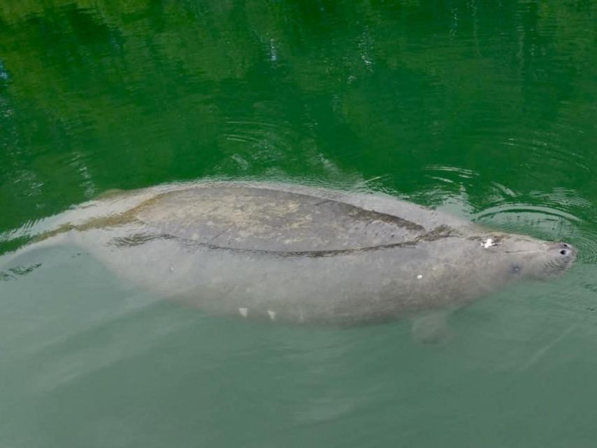 Miami: Manatee Season Tour Paddleboard or Kayak Tour - Tour Highlights