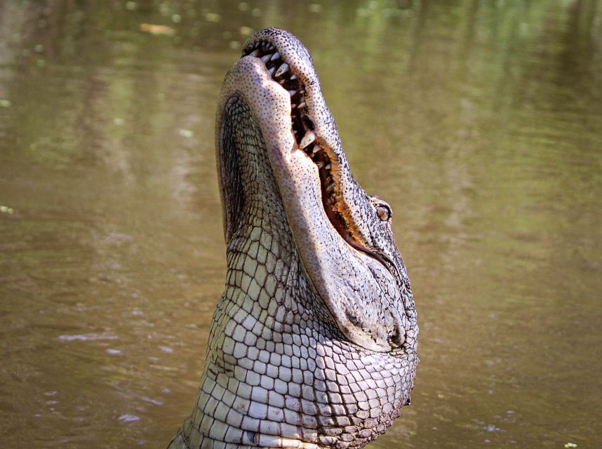 New Orleans: Discover the Surrounding Swamps by Airboat - Directions