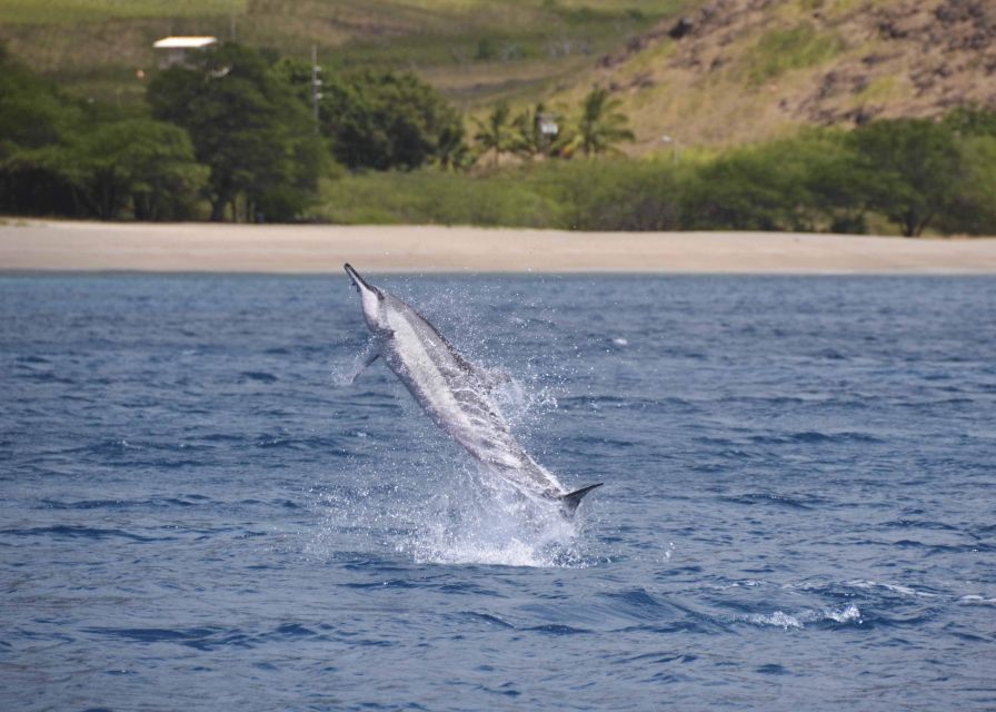 Oahu: Dolphin Swim and Turtle Snorkel Excursion in Waianae - Experience Highlights