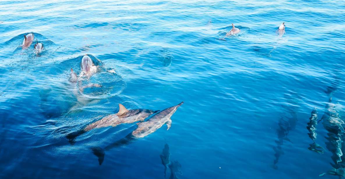 Oahu: Dolphin Watch, Turtle Snorkel, Waterslide Activities, - Highlights of the Experience