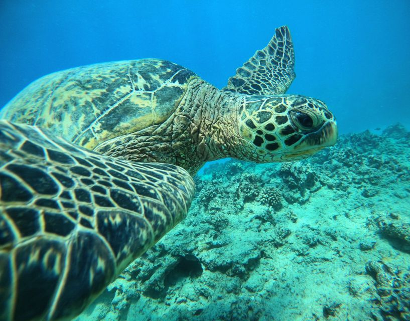 Oahu: Honolulu Turtle Canyon Snorkeling Tour - Tour Itinerary