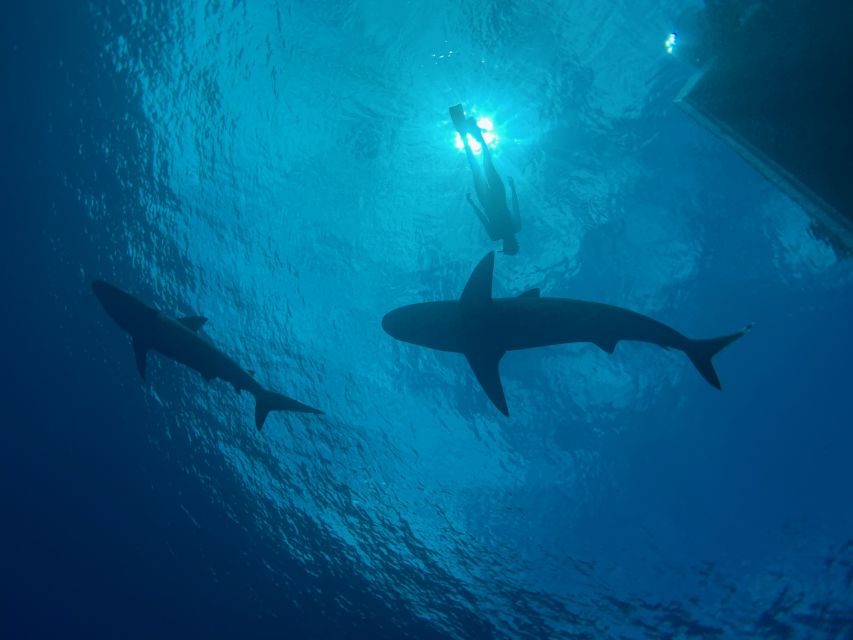 Oahu: North Shore Cageless Shark Snorkeling Tour - Experience Highlights