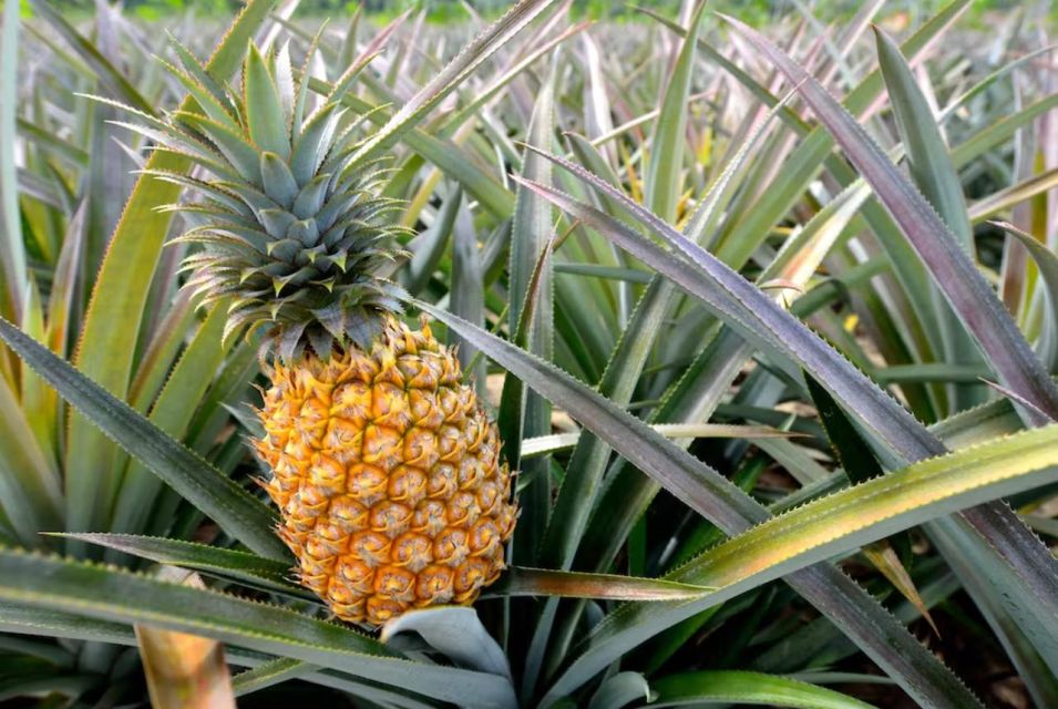 Oahu: North Shore Dole Pineapple Farm Tour - Activity Highlights