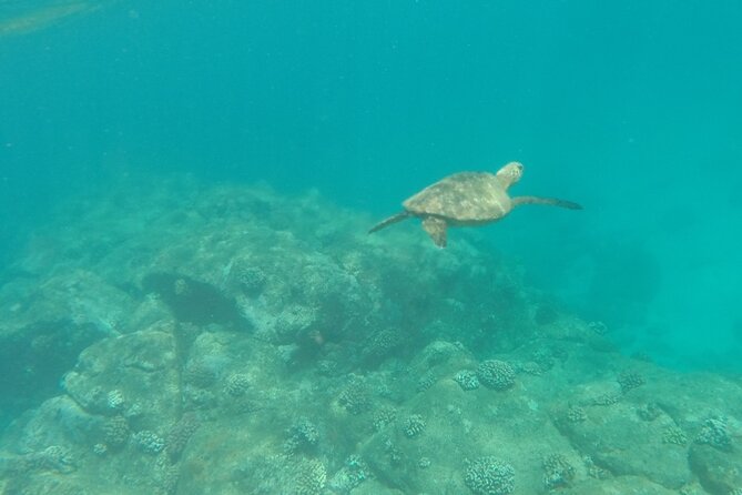 Oahu North Shore Small-Group Stand-Up Paddleboard Turtle Tour - Inclusions and Equipment