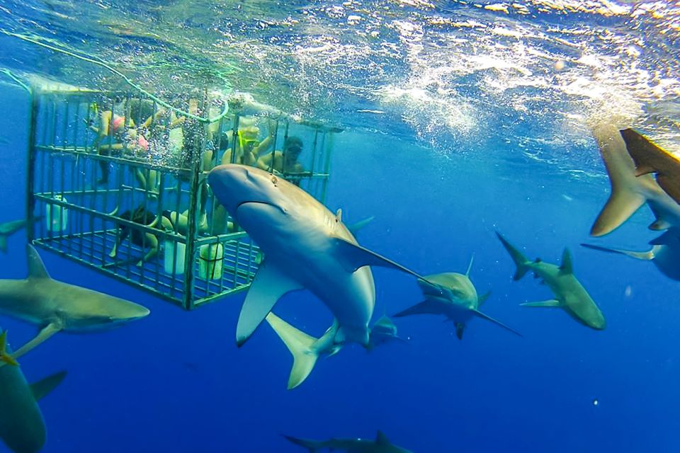 Oahu: Shark Cage Dive on the North Shore - Provider Details