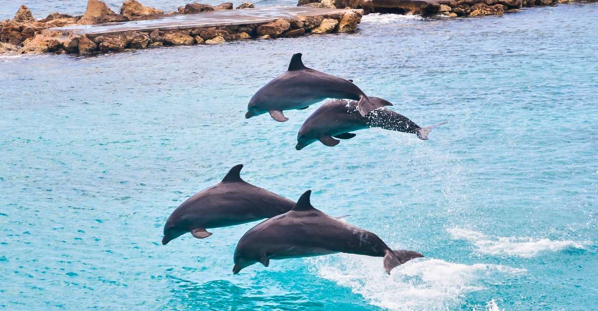 Ocho Rios: Full-Day at Dolphin Cove & Swim With the Dolphins - Ticket Inclusions