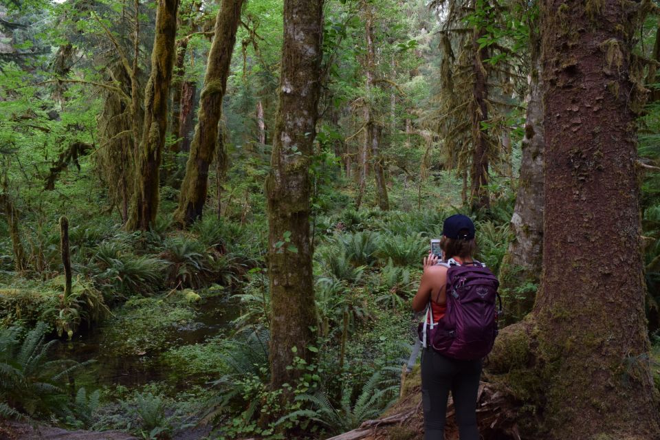 Olympic National Park: Hoh Rain Forest and Rialto Beach Tour - Tour Description