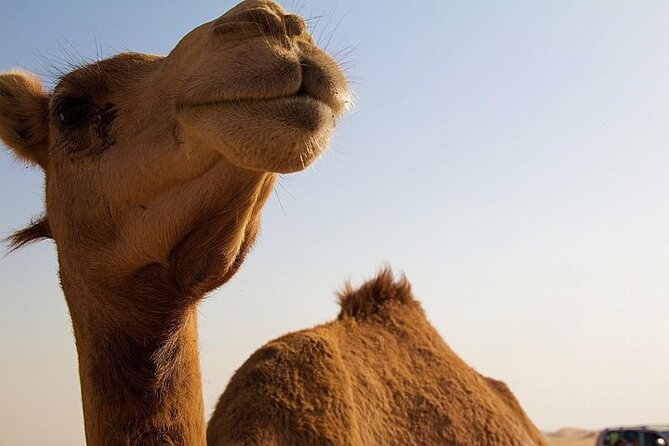 One Hump Camel Farm and Wine Tour - Booking Process and Flexibility