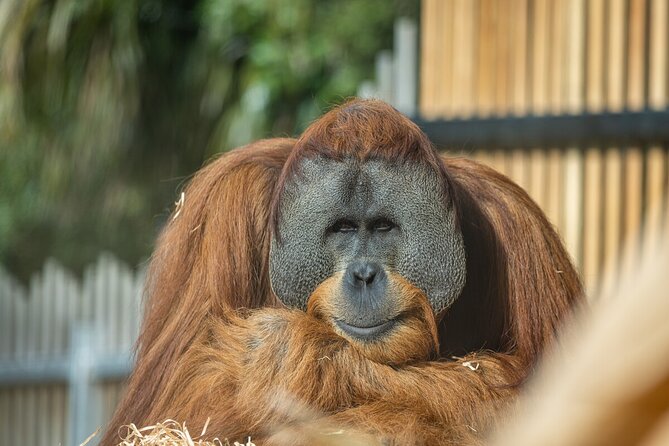 Orangutan Experience at Melbourne Zoo - Excl. Entry - Accessibility Information