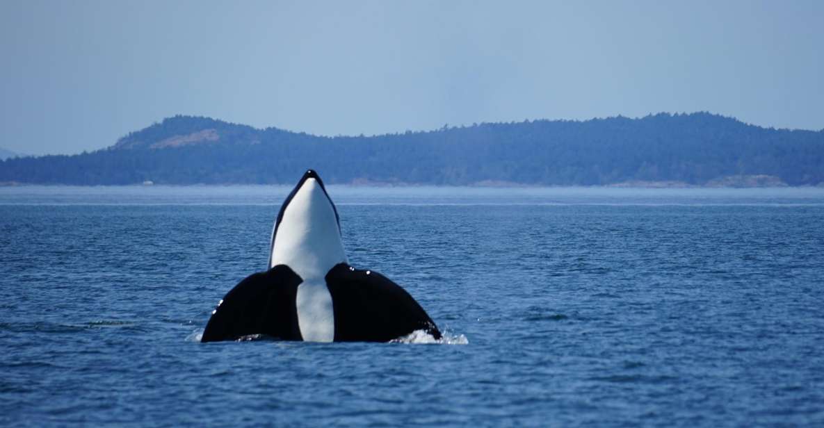 Orca Whales Guaranteed Boat Tour Near Seattle - Tour Inclusions and Tips