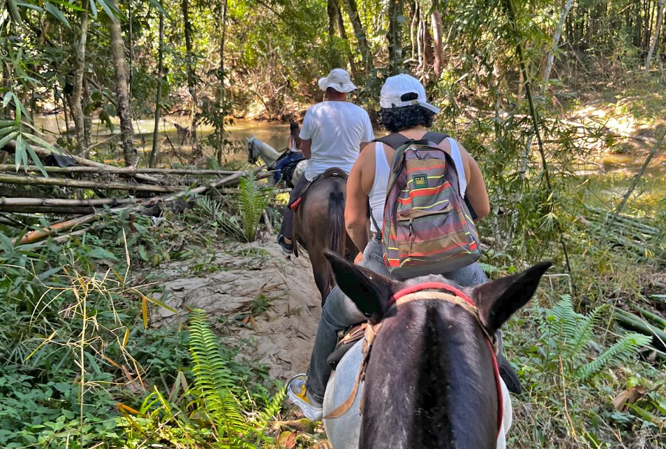 Paraty: 3-Hour Rainforest Horseback Ride - Experience Highlights