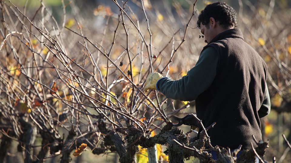 Paris: Two Reims Champagne Vineyards With Tastings and Lunch - Activity Description