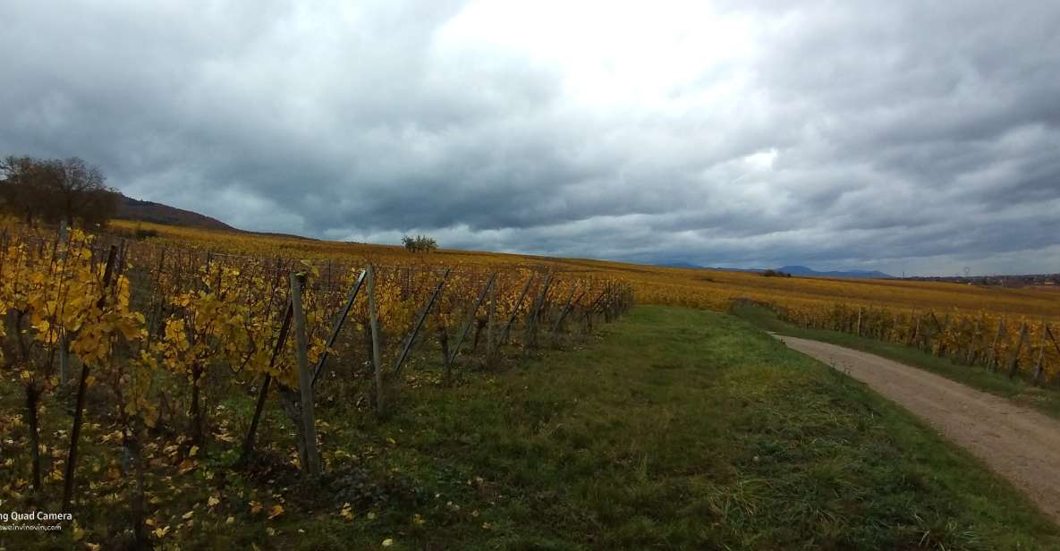 Pinot Noir in Baden-Württemberg.