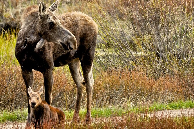 Private 8-Hour Grand Teton Adventure - Safari-Style Vehicle