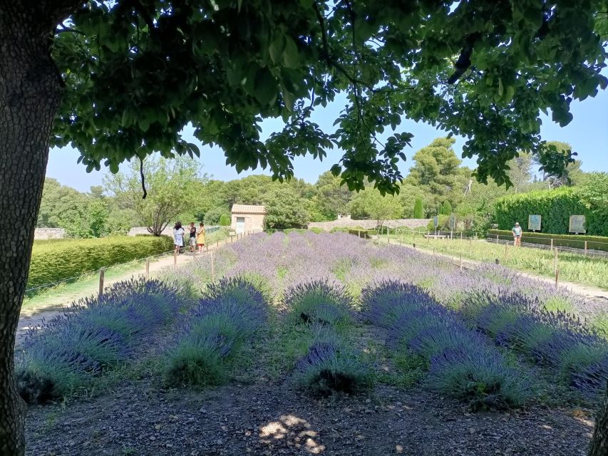 Provencal Elegance: Lavender, Olive Oil, and Wine Odyssey - Discover Olive Groves in Valensole