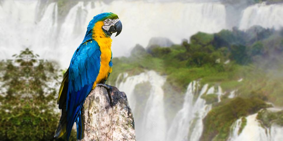 Puerto Iguazu: Iguaza Falls Brazilian Side & Bird Park Tour - Customer Feedback