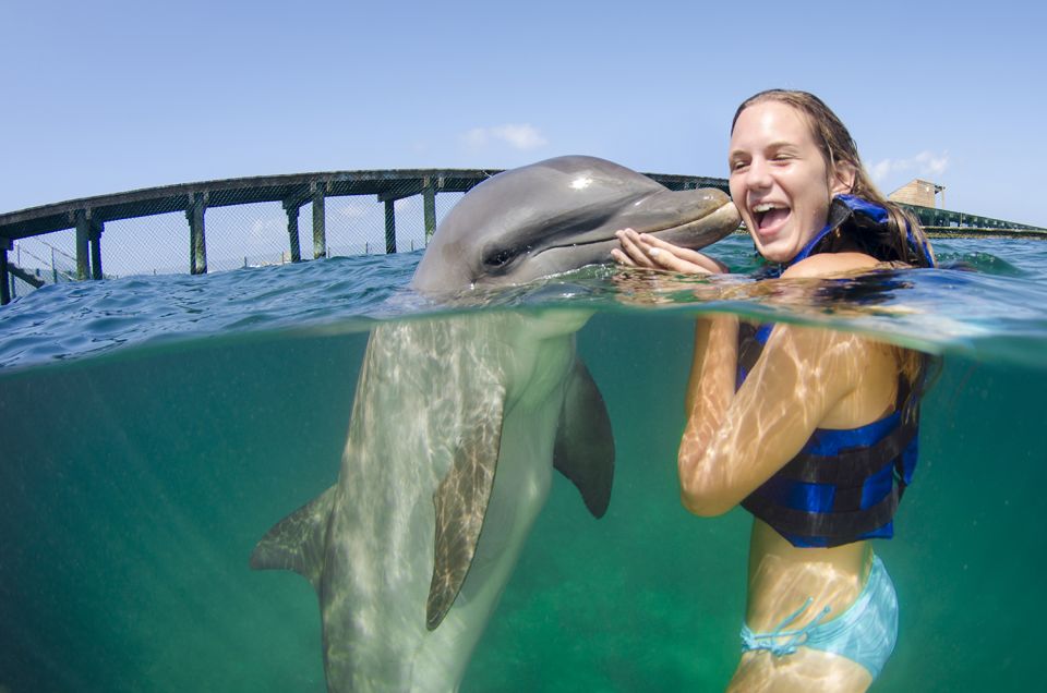 Punta Cana: Dolphin Experience in the Sea - Experience Highlights