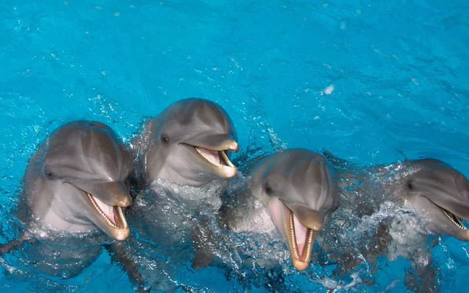 Punta Cana: Swim With Dolphins in the Pool - Experience Highlights