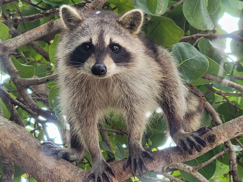 Raccoon Island: Exploration on SUP/Kayak - Tour Activities