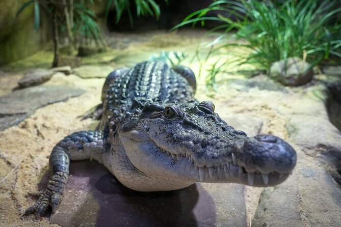 Reptile House Experience at Melbourne Zoo - Excl. Entry - Cancellation Policy