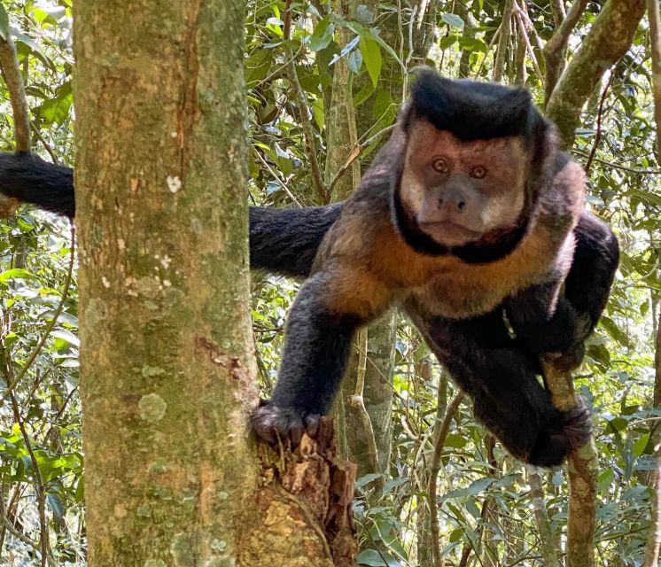 Rio De Janeiro: Tijuca Forest, Waterfalls, and Cave. - Cascading Waterfalls and Grottos