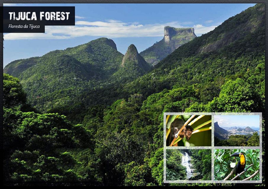 Rio De Janeiro: Tijuca National Park Ecotour - Experience Highlights