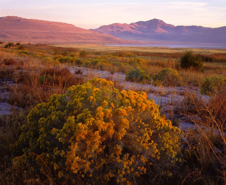 Salt Lake City: Great Salt Lake Antelope Island Guided Tour - Tour Experience and Highlights